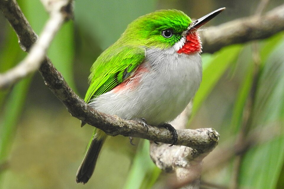 Narrow-billed Tody