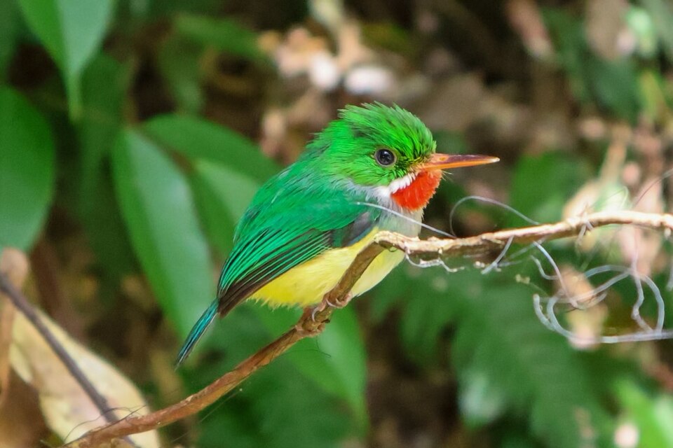 Puerto Rican Tody