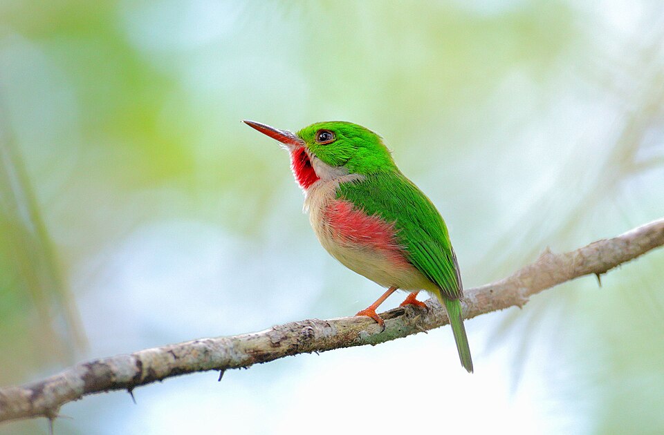 Broad-billed Tody