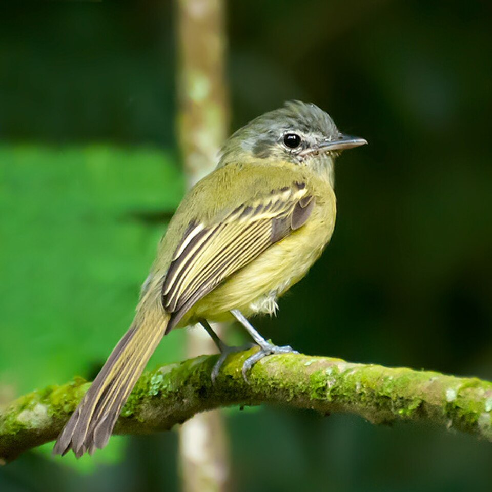 Yellow-olive Flycatcher