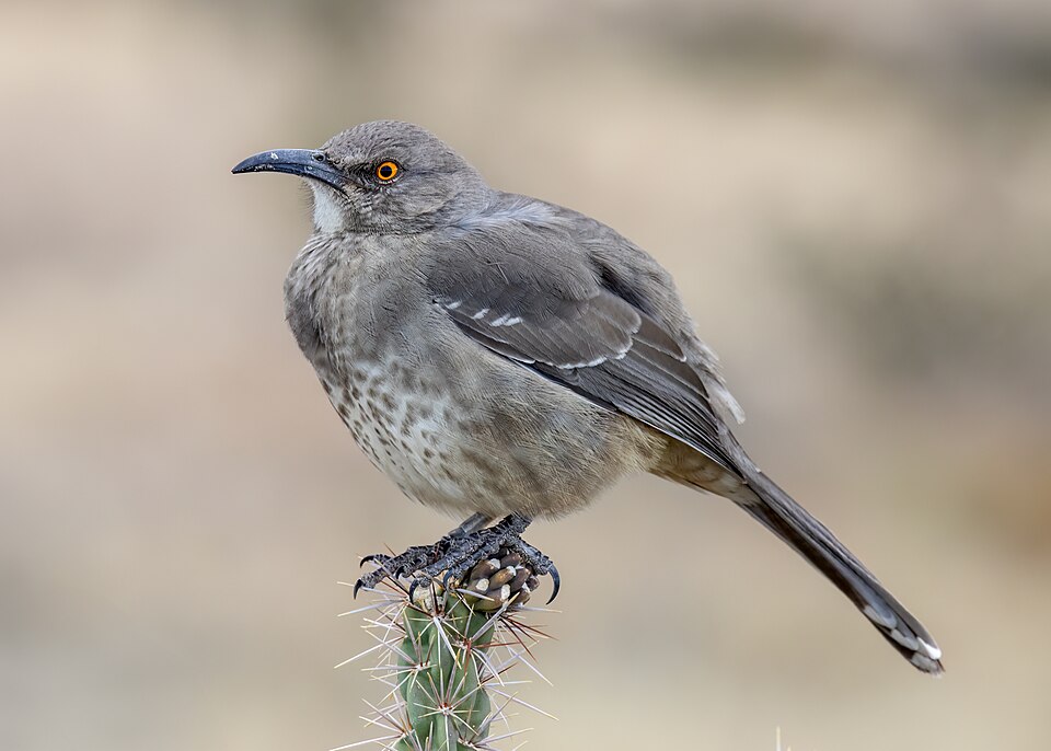 Curve-billed Thrasher