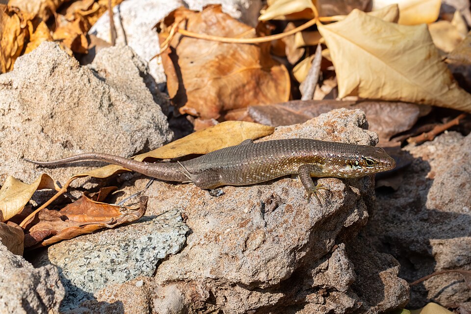 Comoro Island Skink