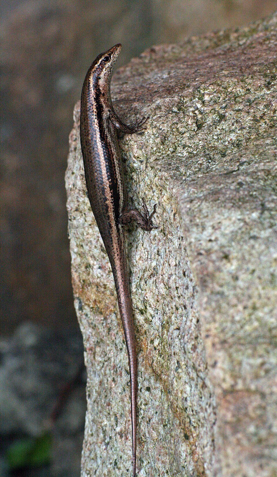 Seychelles Mabuya