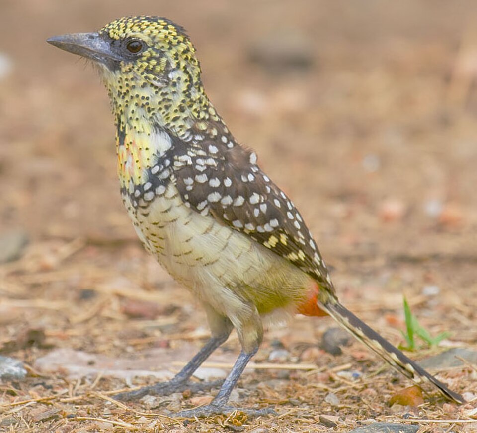 D'Arnaud's Barbet
