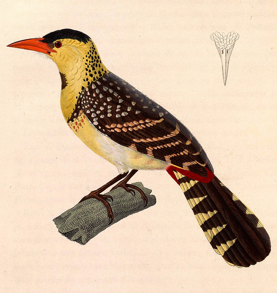 Yellow-breasted Barbet