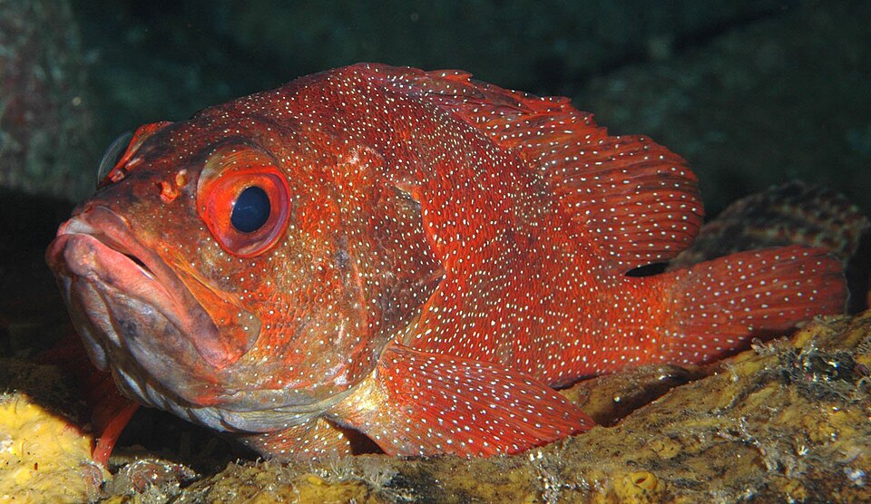Pacific perch