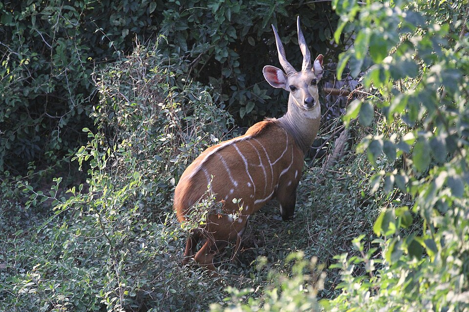 bushbuck