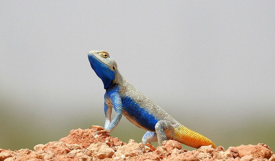 Brilliant Ground Agama