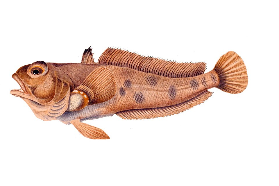 Emerald rockcod