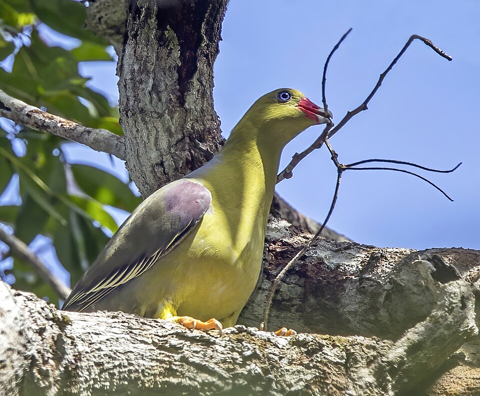 African Green-Pigeon