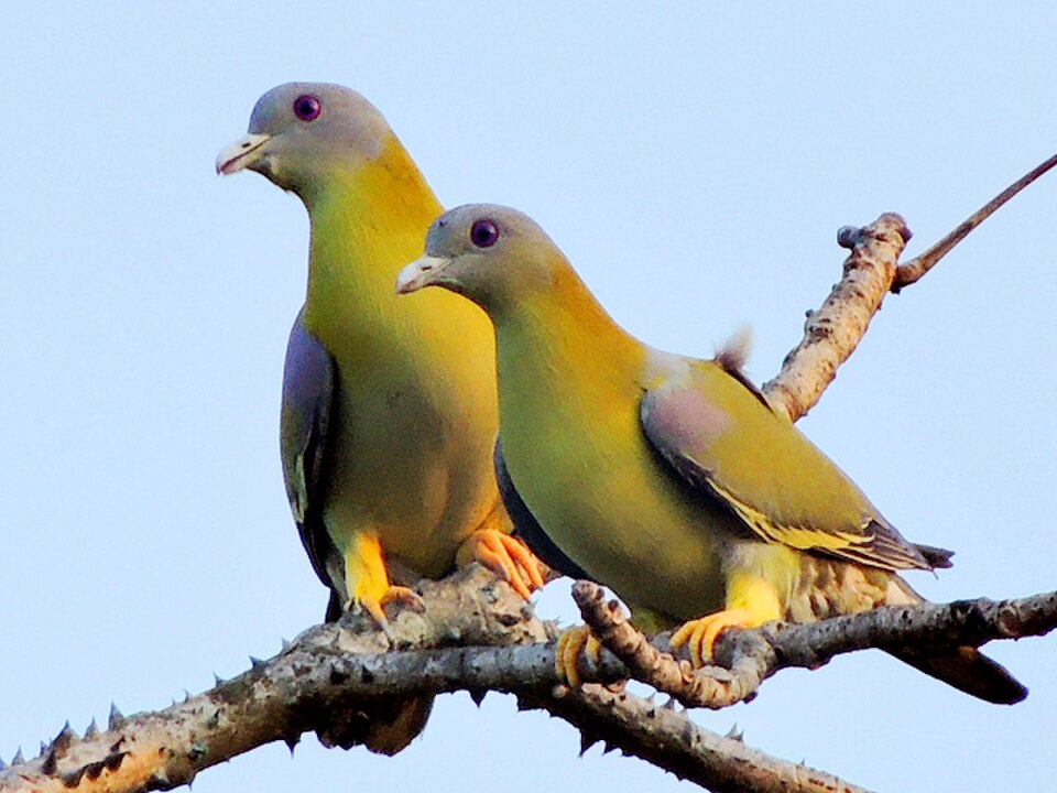 Yellow-footed Pigeon