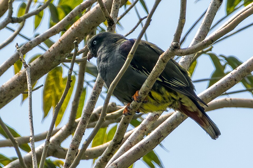 Sao Tome Green-Pigeon