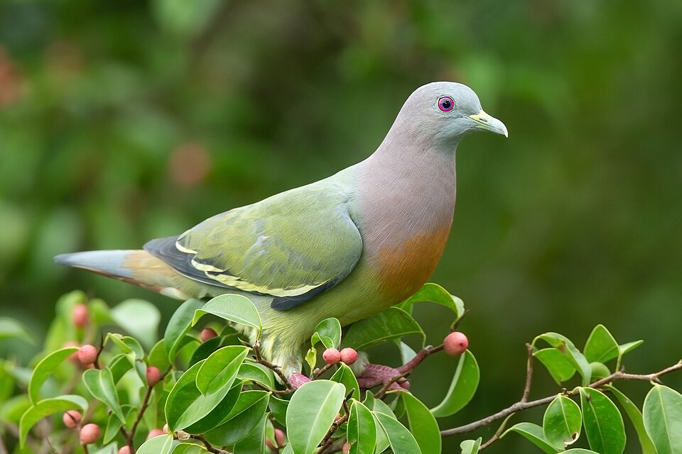 Pink-necked Pigeon