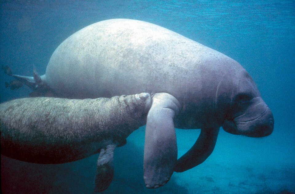 West Indian Manatee