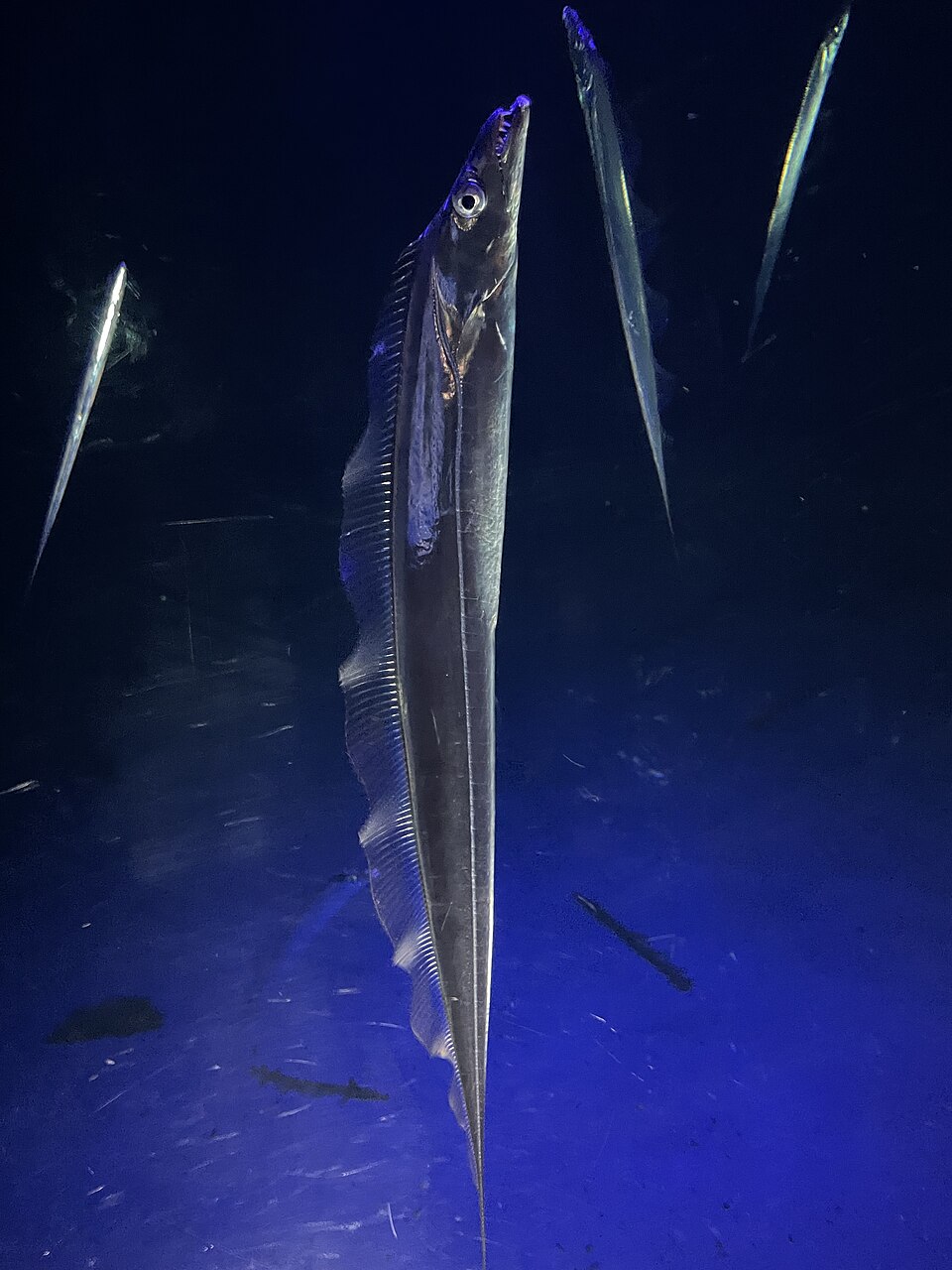 Largehead hairtail, Hairtail