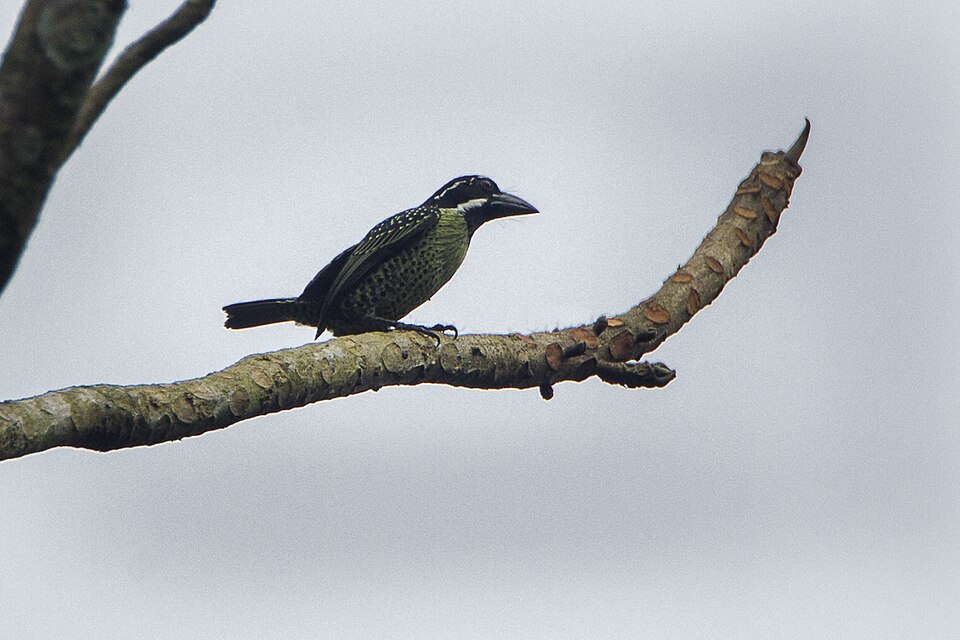 Hairy-breasted Barbet