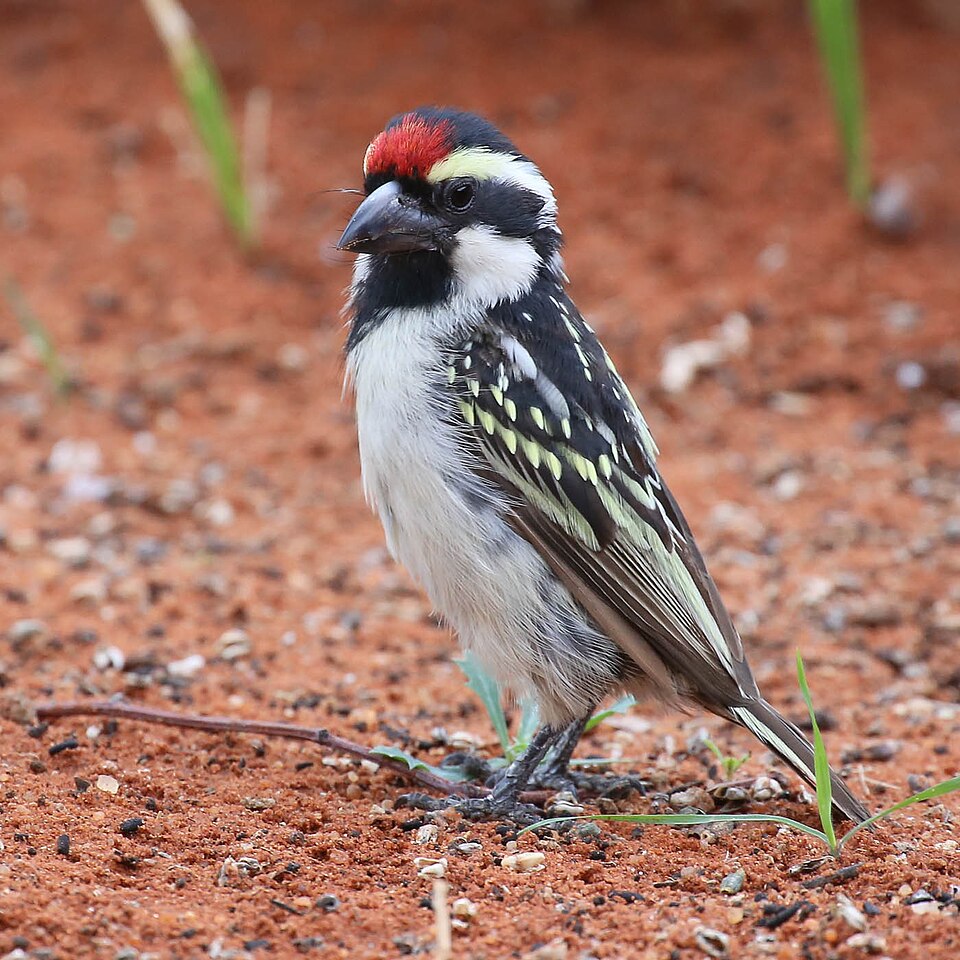 Pied Barbet