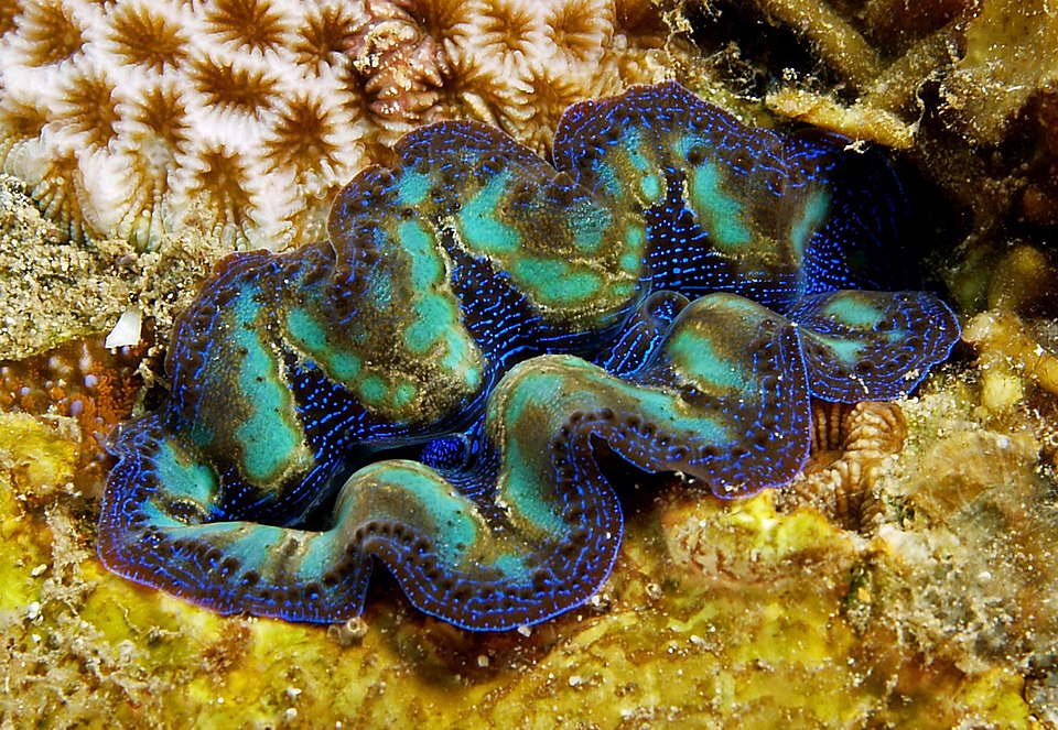 boring clam