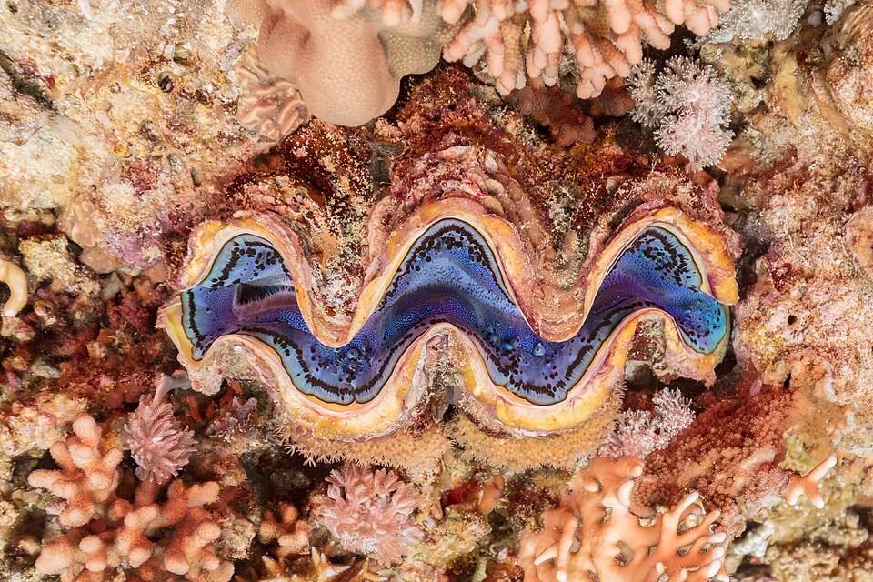 elongate clam