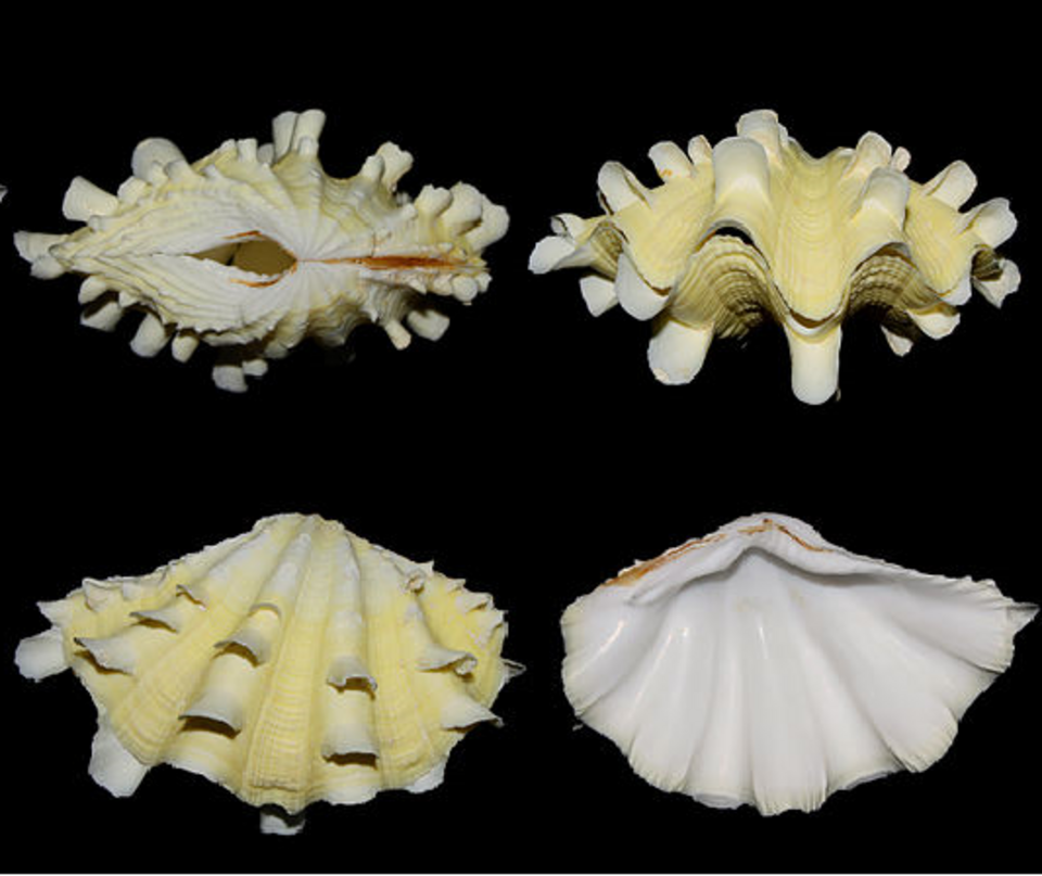 fluted clam