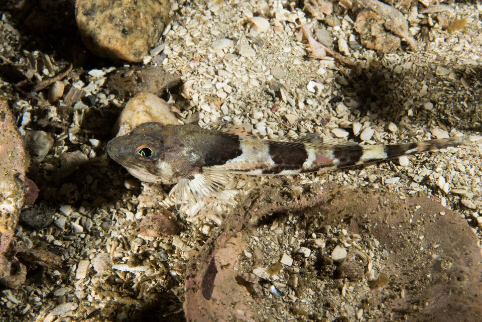 Moustached Sculpin