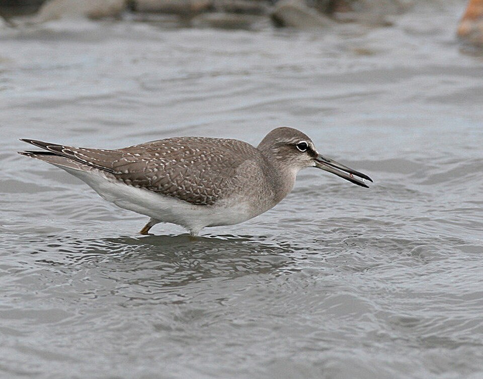 Gray-tailed Tattler