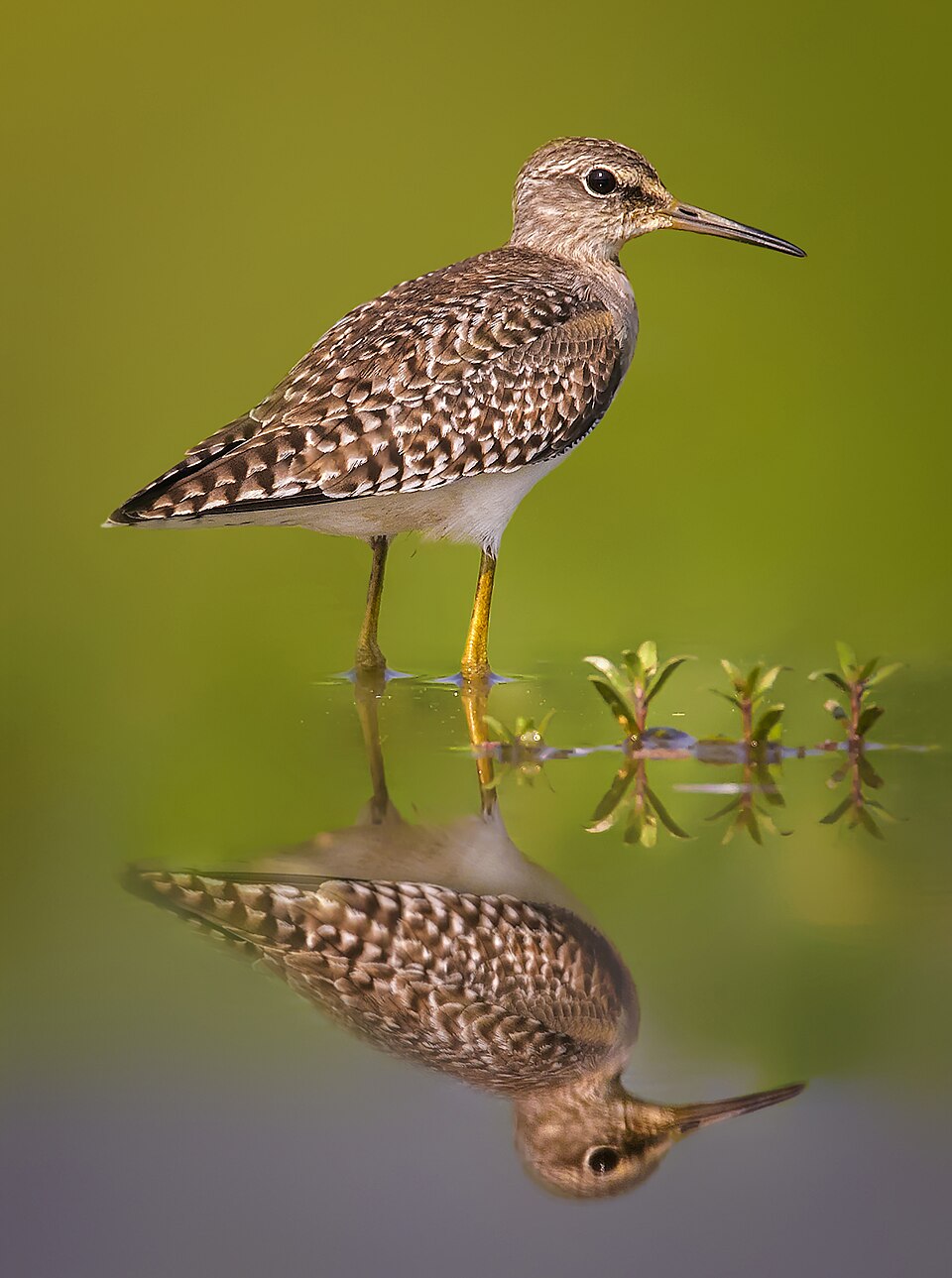 Wood Sandpiper