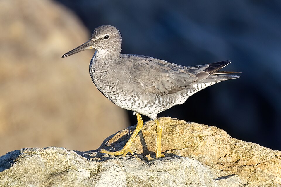 Wandering Tattler