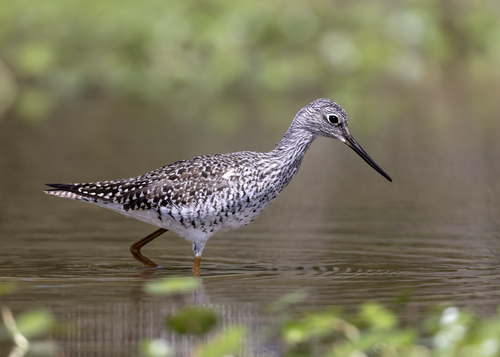 Greater Yellowlegs