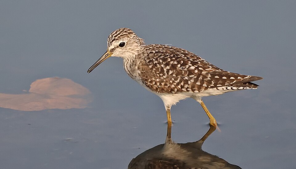 Green Sandpiper