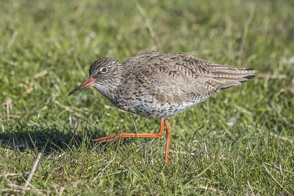 Common Redshank