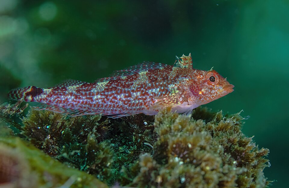 Black-faced Blenny