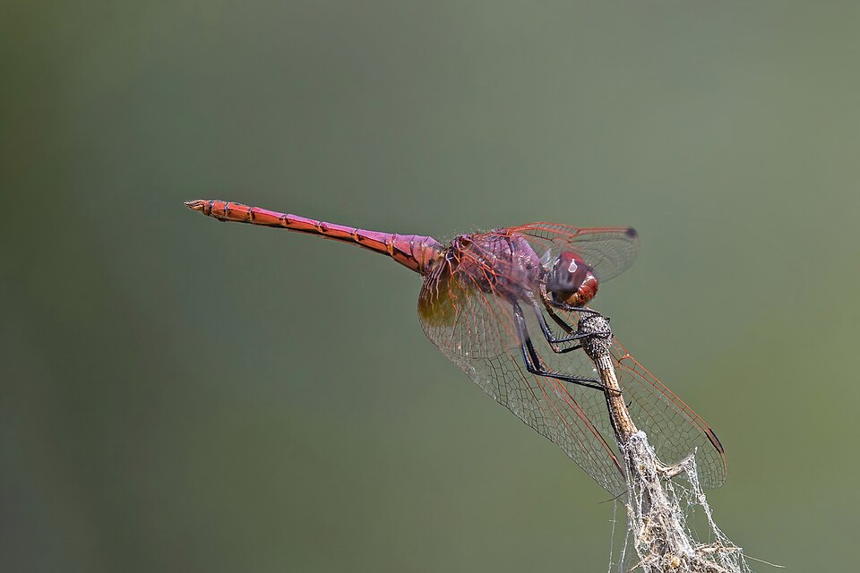 Violet Dropwing