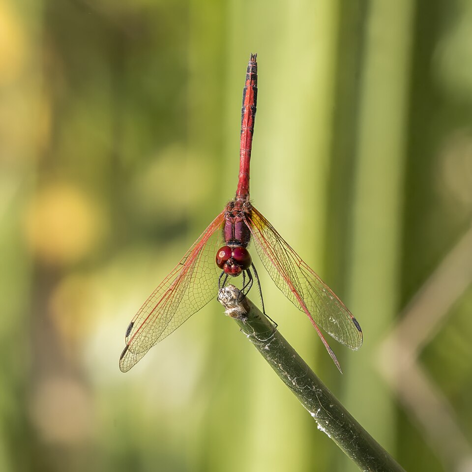 Red-veined Dropwing