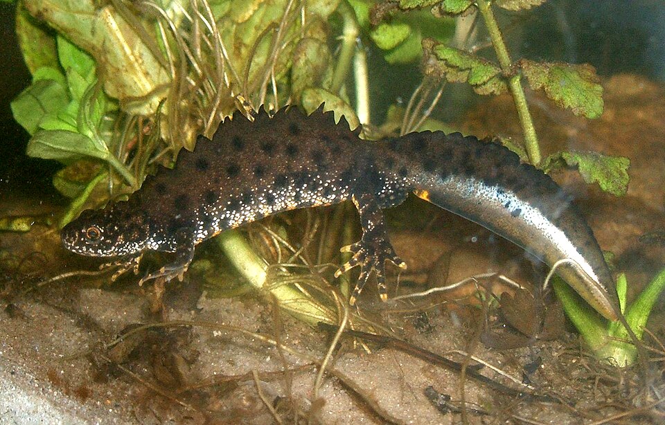 (Great or Northern) Crested Newt