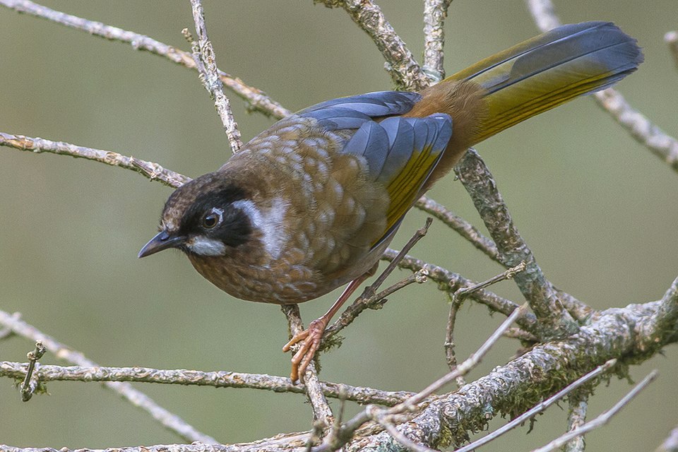 Black-faced Laughingthrush