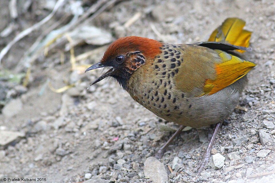 Chestnut-crowned Laughingthrush