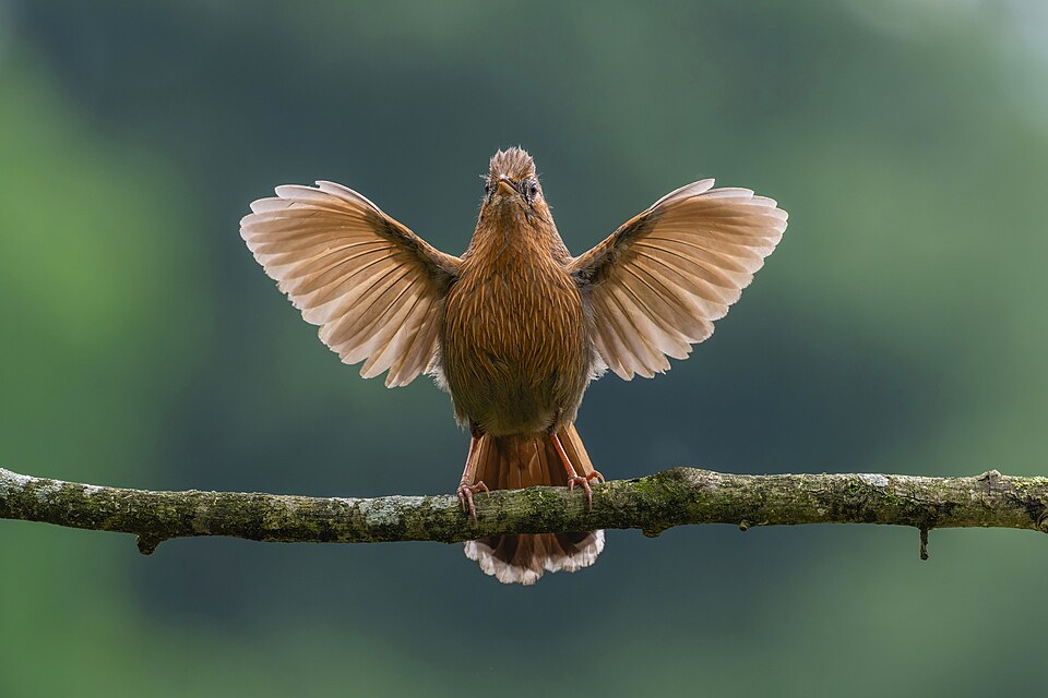 Streaked Laughingthrush