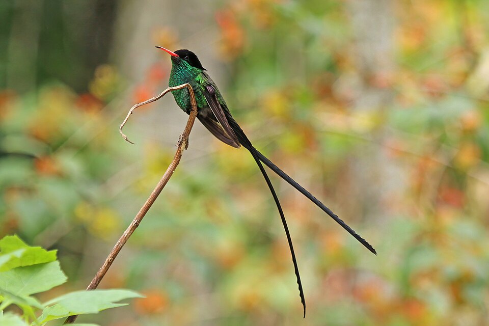 Streamertail