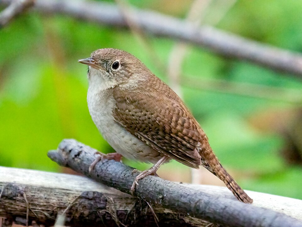 House Wren