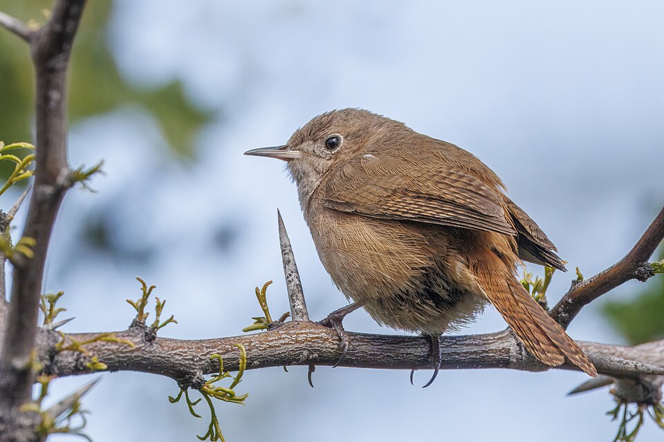 Southern House Wren