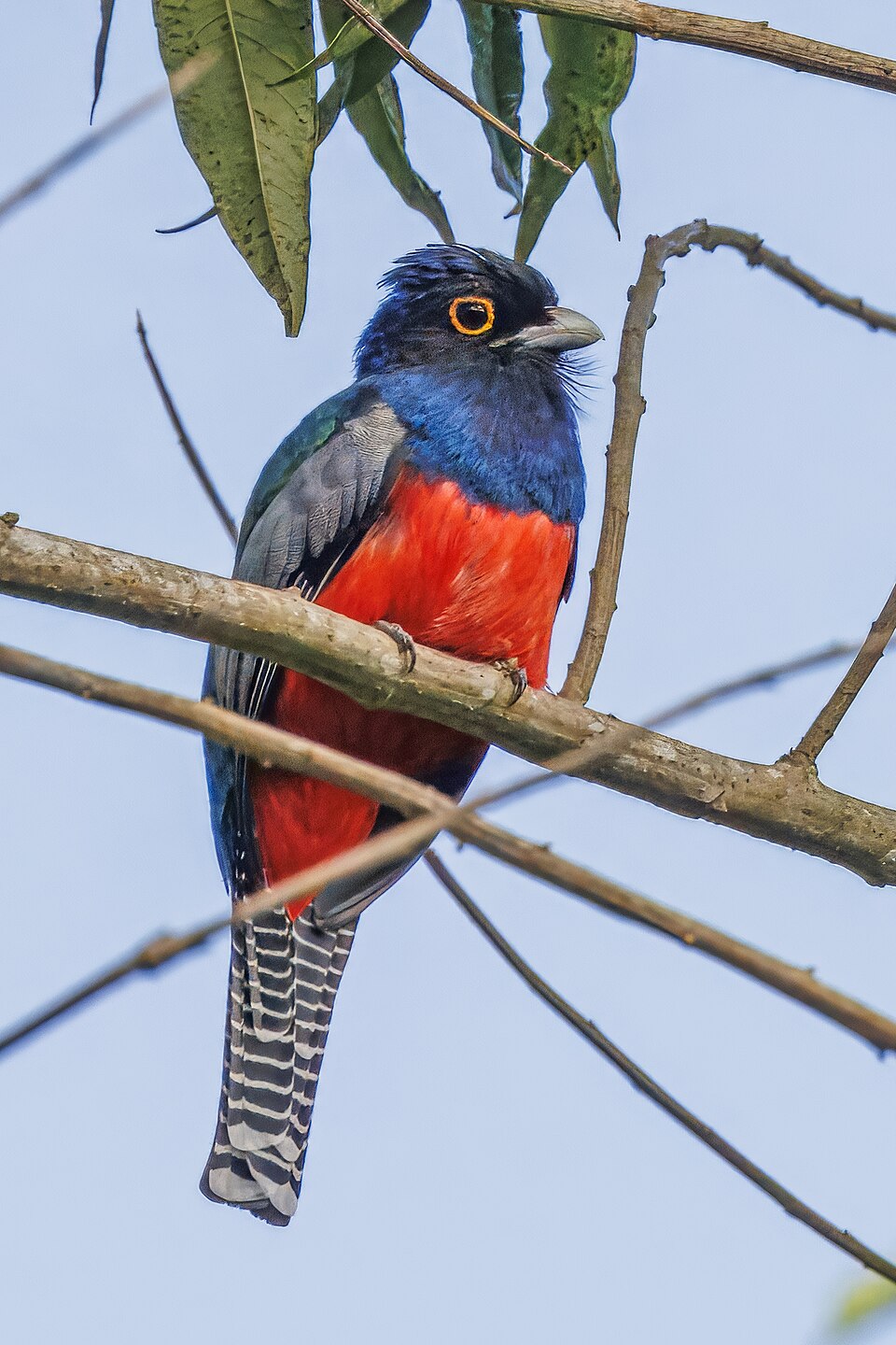 Blue-crowned Trogon