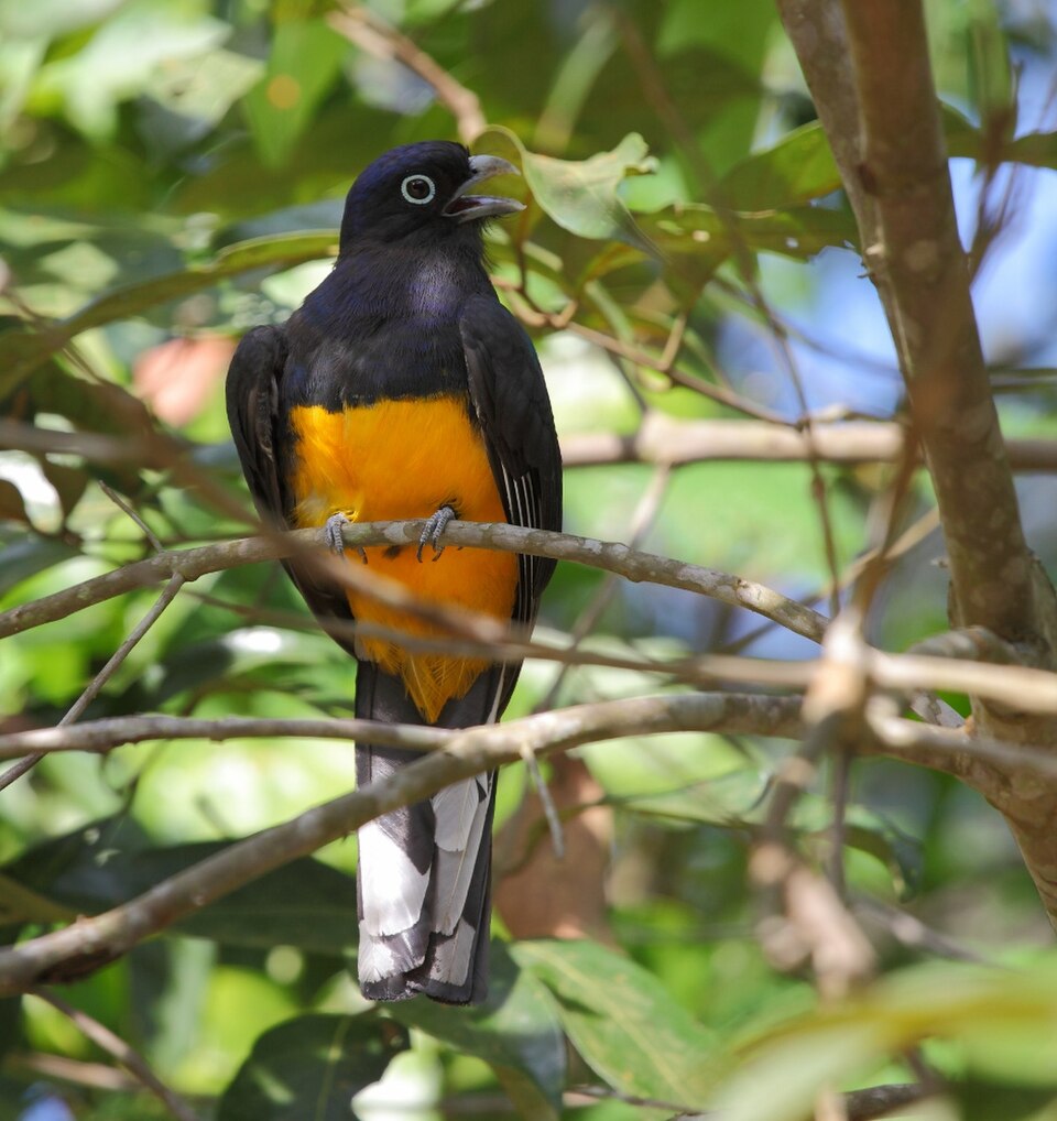 Green-backed Trogon