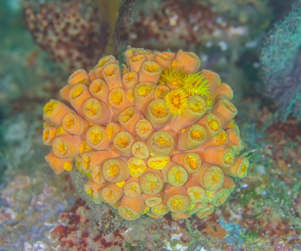 orange cup coral
