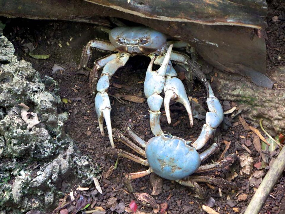 Christmas Island Blue Crab