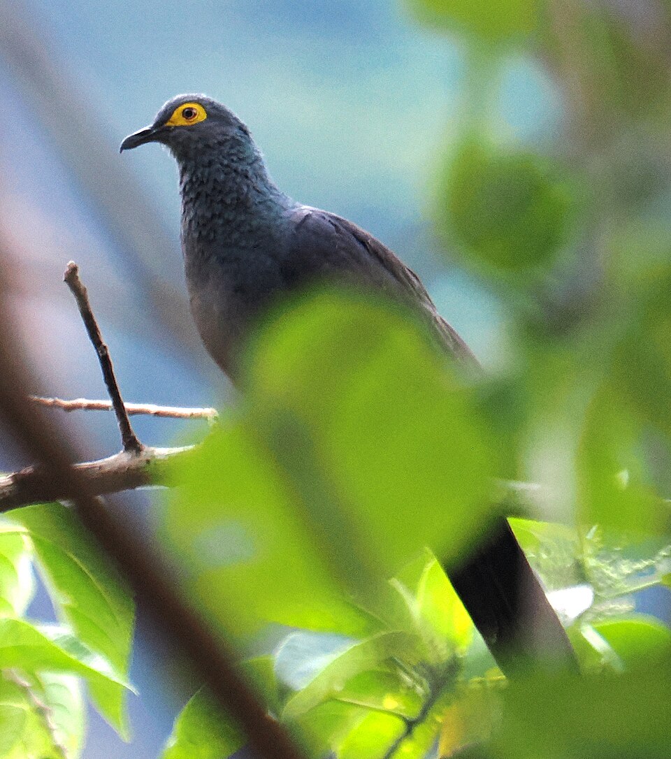 Slaty Cuckoo-Dove