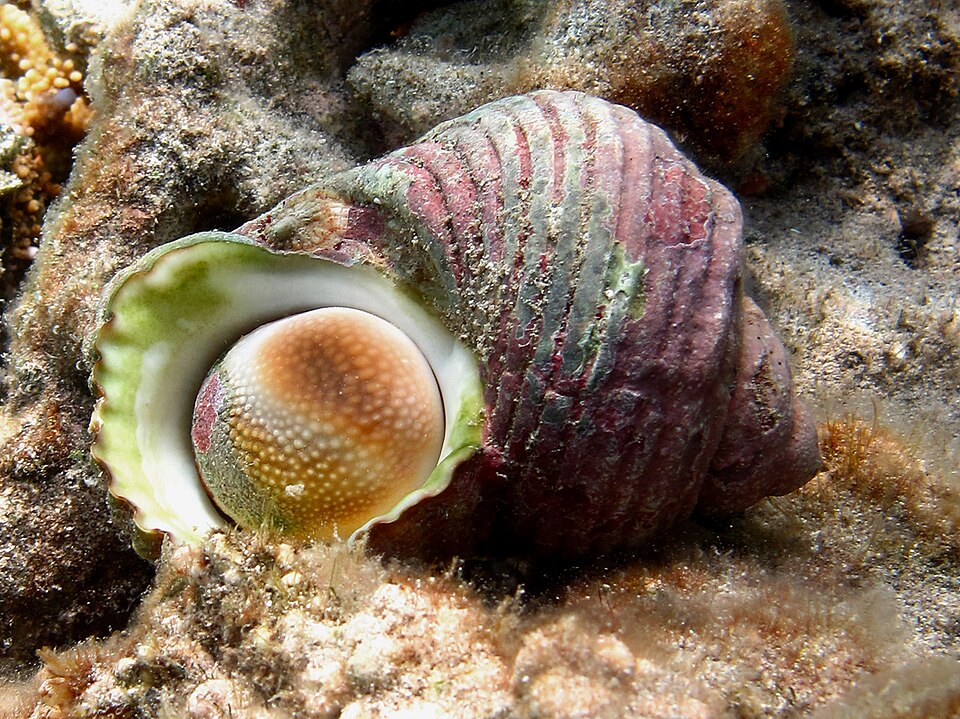 silver-mouthed turban