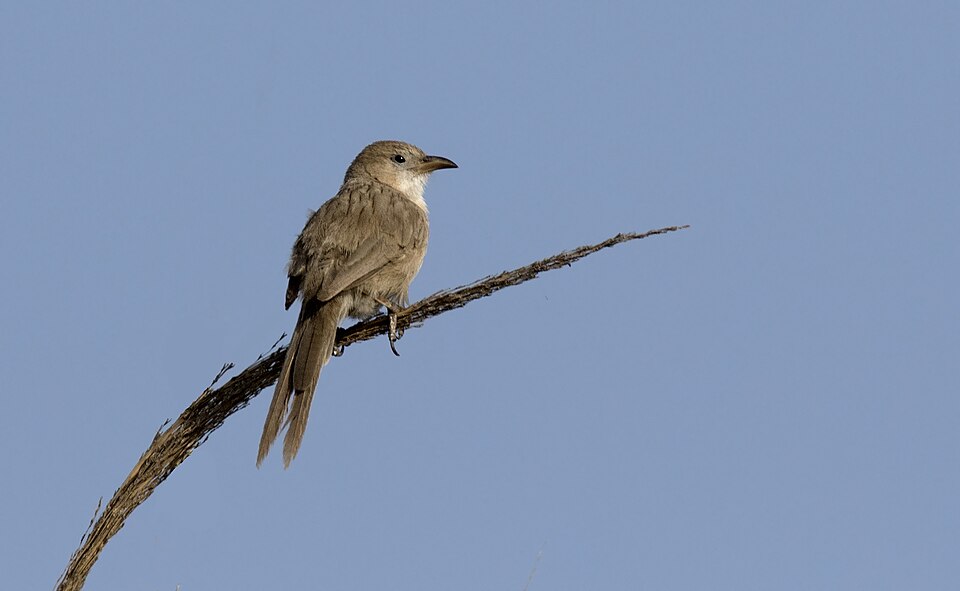 Iraq Babbler