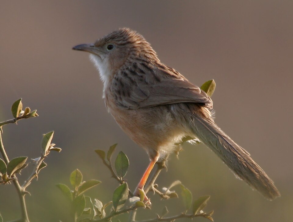 Common Babbler