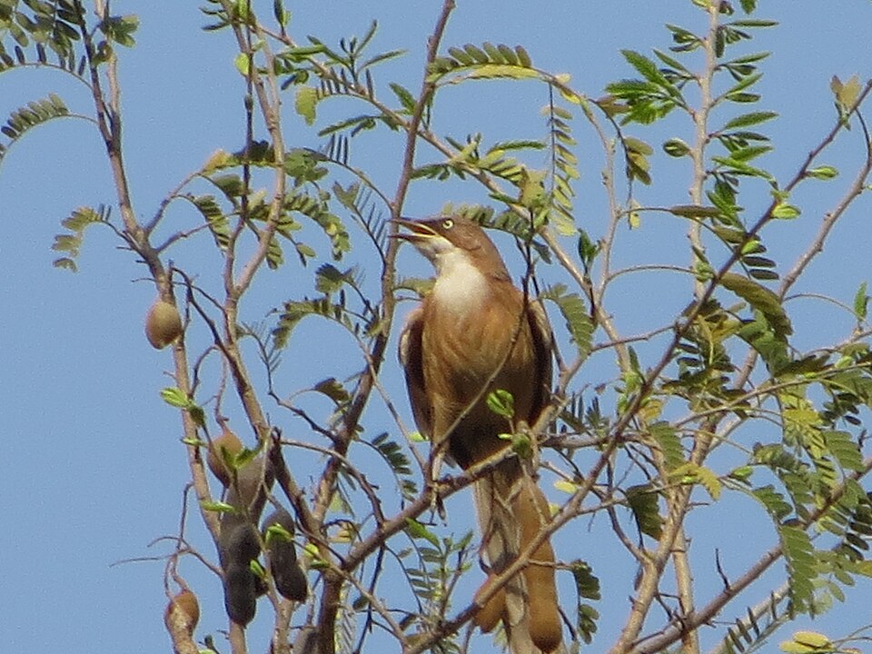 White-throated Babbler
